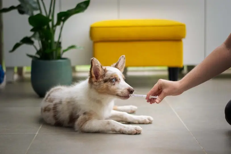dog on the floor