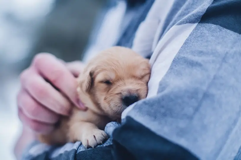 small dog