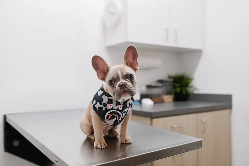 dog on the table
